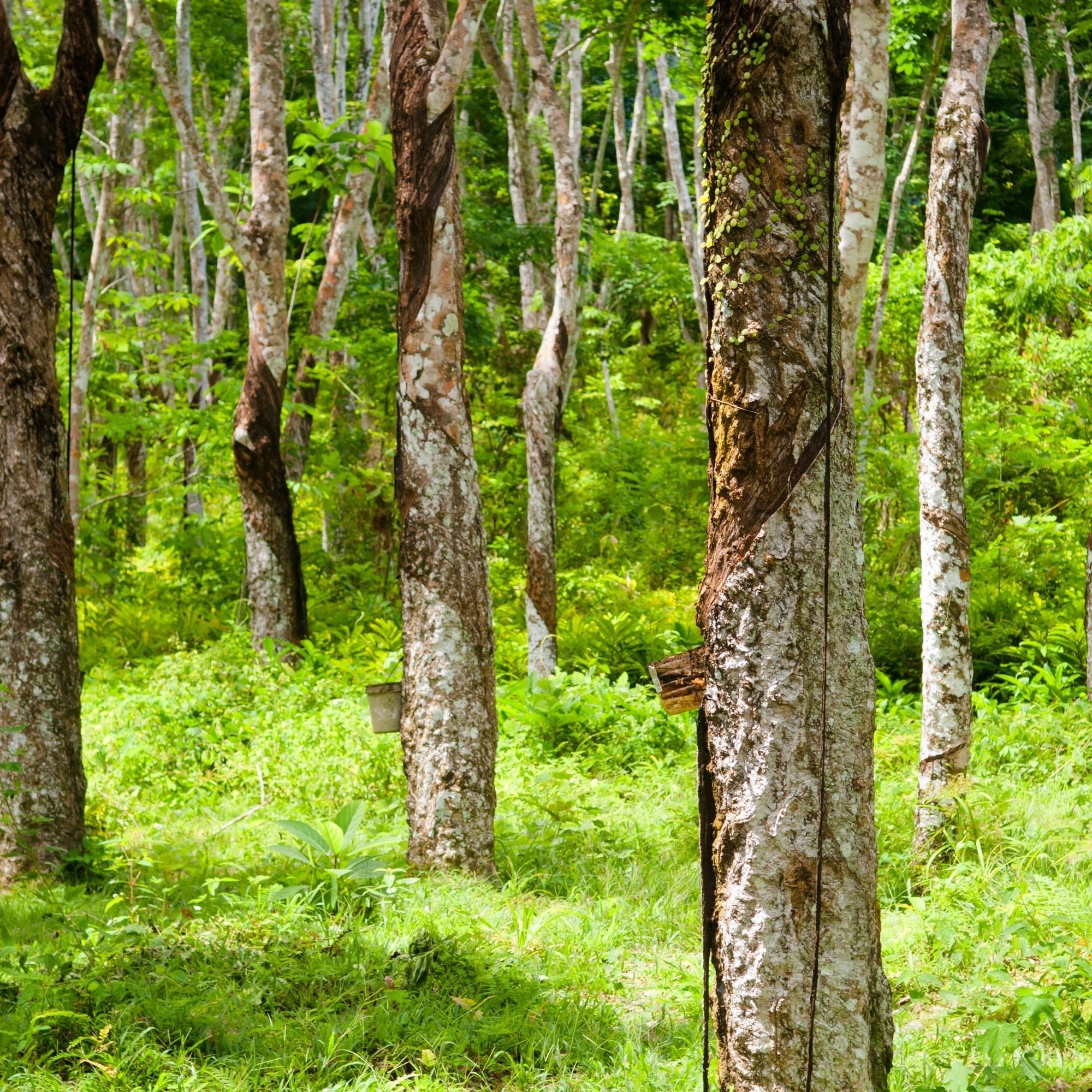 Earth Day Every Day: How to Build an Eco-Friendly Toy Box Your Kids Will Love - Mentari